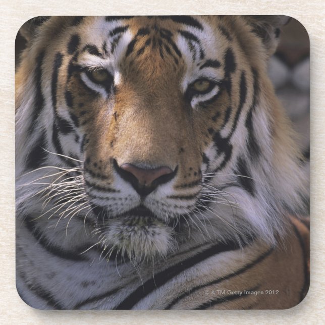 Porta-copo Tigre (Panthera tigris), fim-acima da cabeça, (Frente)