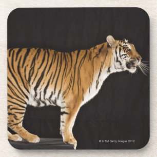 Porta-copo Tigre que está na plataforma