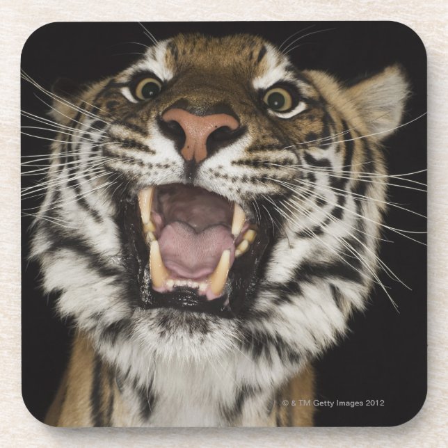 Porta-copo Tigre que ruje 2 (Frente)