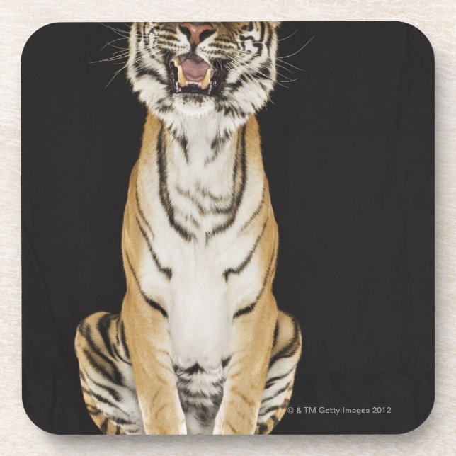 Porta-copo Tigre que senta-se na plataforma (Frente)