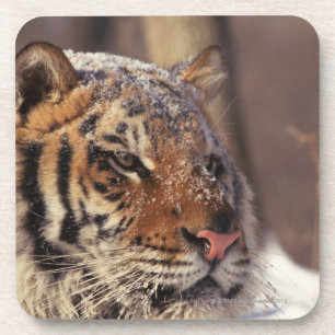 Porta-copo Tigre Siberian