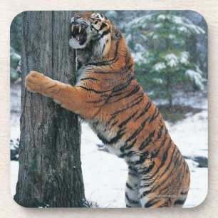 Porta-copo Tigre Siberian (altaica de tigris do Panthera)