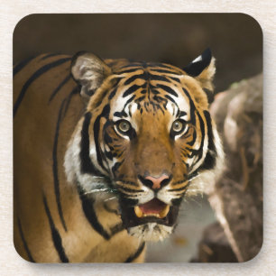 Porta-copo Tigre Siberiano