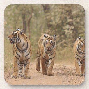 Porta-copo Tigres de Bengala Reais na pista, Ranthambhor