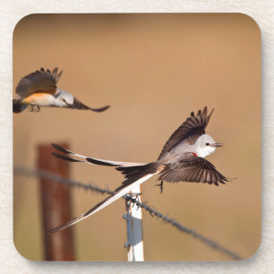 Porta-copo Tirano-tesoura (Tyrannus Forficatus)