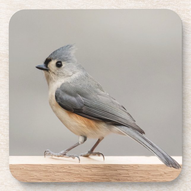 Porta-copo Titmouse tufado (Frente)