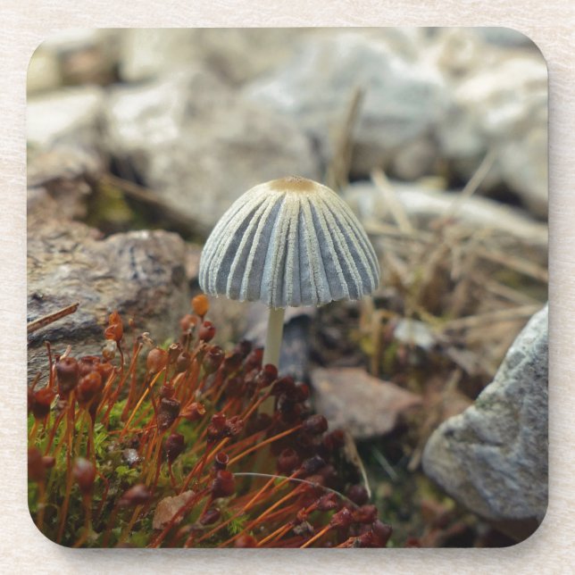Porta-copo Toadstool pequenina (Frente)