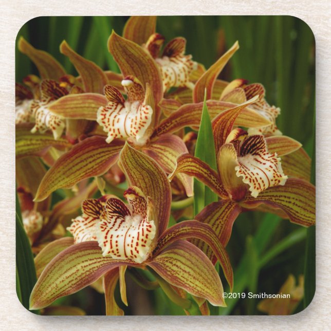 Porta-copo Tracyanum do Cymbidium (Frente)