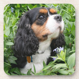 Porta-copo Tricolor Cavalier King Charles Spaniel Dog