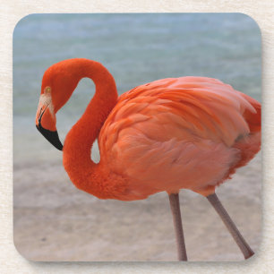 Porta-copo Tropical Beaches Caribbean Flamingo, Aruba