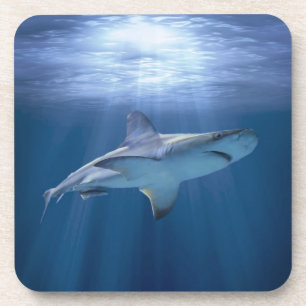 Porta-copo Tubarão de cruzamento
