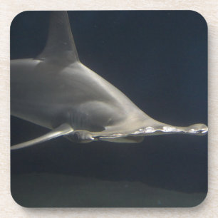 Porta-copo Tubarão de Hammerhead