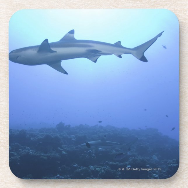 Porta-copo Tubarão no oceano, opinião de baixo ângulo (Frente)