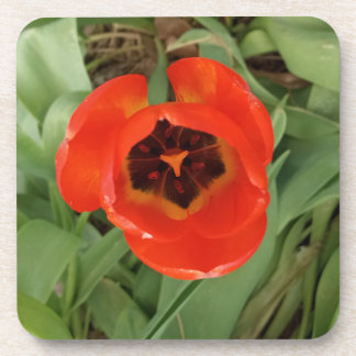 Porta-copo Tulipa Coster Vermelha