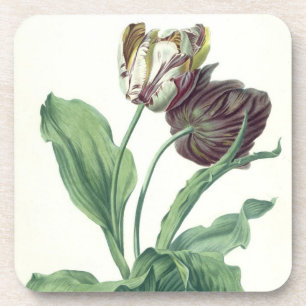 Porta-copo Tulipa do jardim, da "ópera Botanica", gravado po