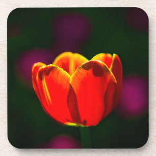 Porta-copo tulipa vermelha