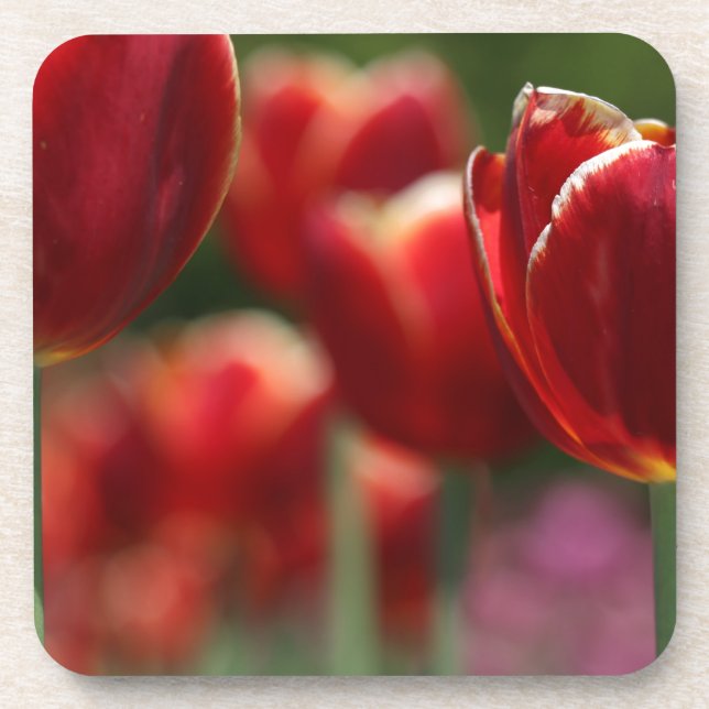 Porta-copo Tulipas (Frente)