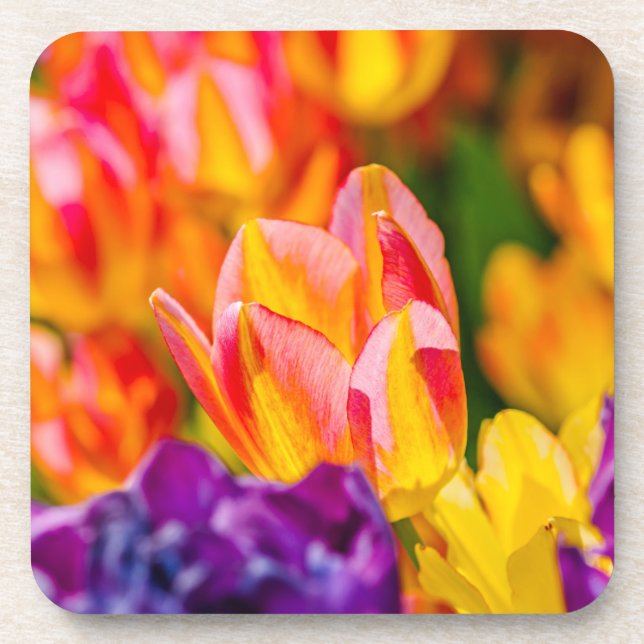 Porta-copo Tulipas Encantando (Frente)