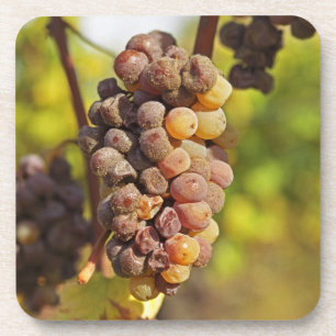 Porta-copo Um cacho de uva Semillon mofado no Ch Raymond Lafo