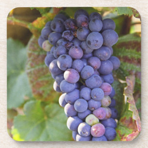Porta-copo Um cacho de uvas Pinot Noir em um Chambertin