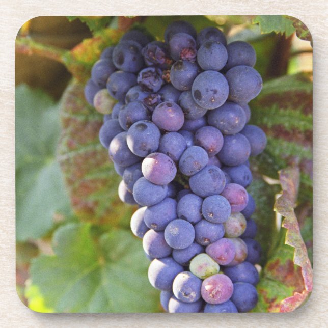 Porta-copo Um cacho de uvas Pinot Noir em um Chambertin (Frente)