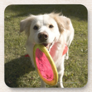 Porta-copo Um cão com um frisbee