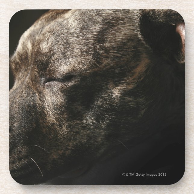 Porta-copo Um cão do pitbull do sono (Frente)