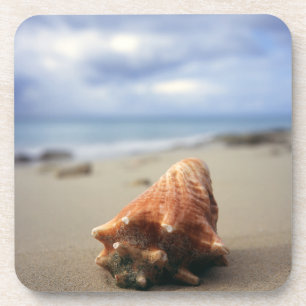 Porta-copo Um Conch Shell no St. Croix da praia  , Usvi