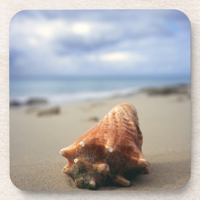 Porta-copo Um Conch Shell no St. Croix da praia |, Usvi (Frente)