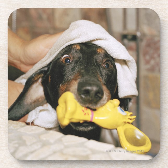 Porta-copo Um dachshund que está sendo banhado (Frente)