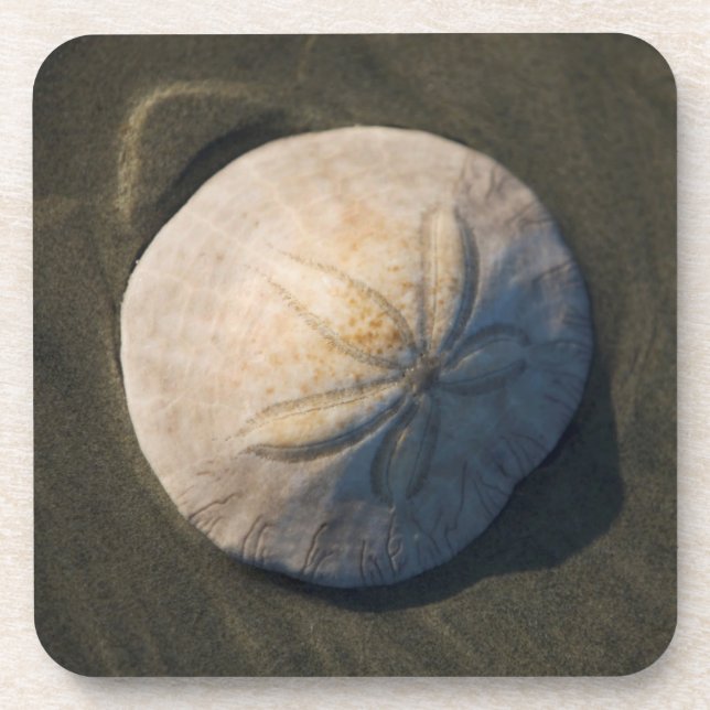 Porta-copo Um dólar de areia na praia (Frente)
