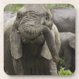 Porta-copo Um elefante africano novo (africana do Loxodonta)