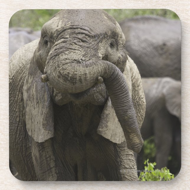 Porta-copo Um elefante africano novo (africana do Loxodonta) (Frente)