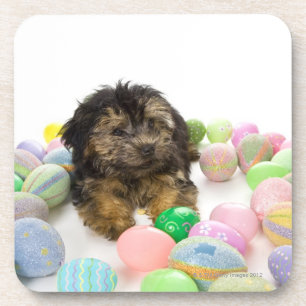 Porta-copo Um filhote de cachorro de Yorkie-poo e ovos de