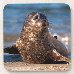 Porta-copo Um filhote de foca chegando à costa na Children's 