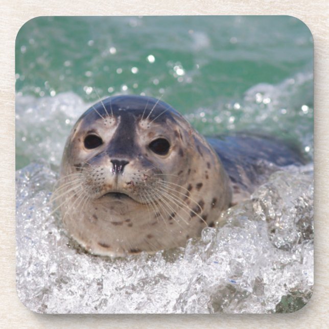 Porta-copo Um filhote de foca surfando (Frente)