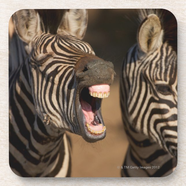 Porta-copo Um fim-acima de uma zebra que mostra seus dentes, (Frente)