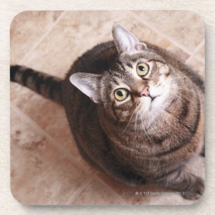 Porta-copo Um gato de gato malhado que olha acima