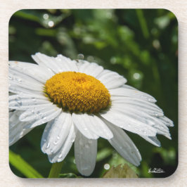 Porta-copo um margueritte, faz verde