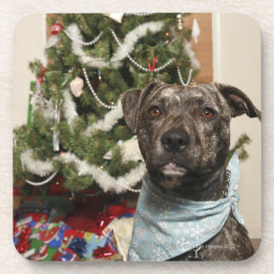 Porta-copo Um pitbull que levanta para um retrato do Natal