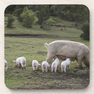 Porta-copo Um porco com leitão em um campo