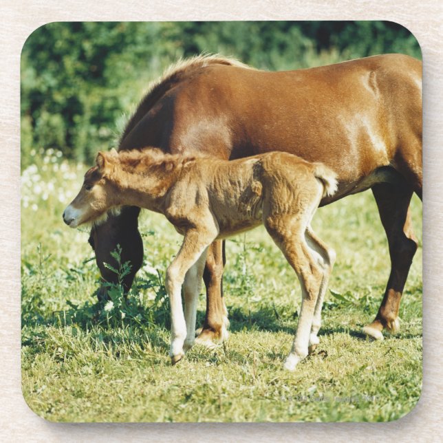 Porta-copo Um potro e um cavalo em um pasto (Frente)