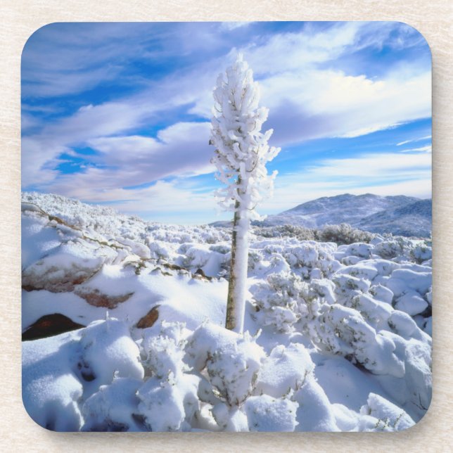 Porta-copo Um yucca coberto de neve (Frente)