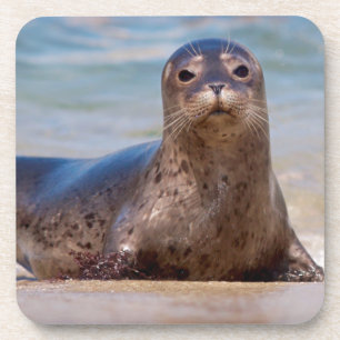 Porta-copo Uma foca em uma praia ao longo da Costa do Pacífic