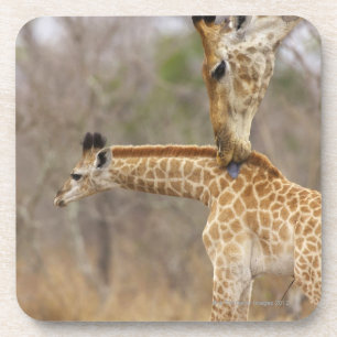 Porta-copo Uma opinião lateral um girafa que lambe seus