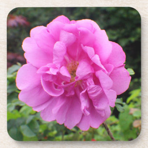 Porta-copo Uma Única Flor Rosa