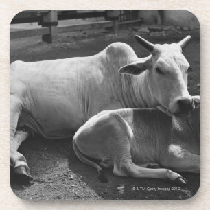 Porta-copo Uma vaca indiana e sua vitela que encontram-se em