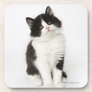 Porta-copo Uma vista de assento do gatinho novo na câmera