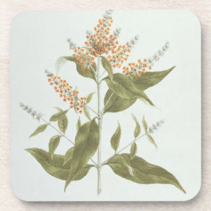 Porta-copo Umtar (polystachya do Buddleia) (w/c sobre a