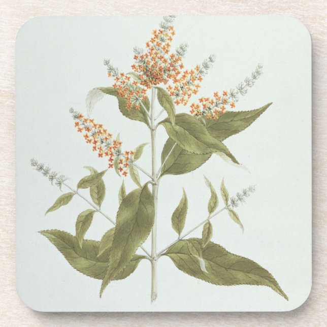 Porta-copo Umtar (polystachya do Buddleia) (w/c sobre a (Frente)
